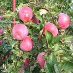 Ο Κώστας Κόλλιας για το θέμα των παραγωγών μήλου της Κορινθίας